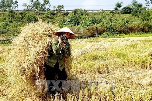 Khi rơm rạ trở thành tài sản. Ảnh minh họa: Hoàng Hùng - TTXVN