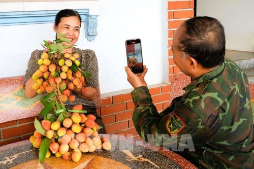 Nông dân vùng vải sớm Phúc Hòa, Bắc Ninh livestream bán vải. Ảnh: Đồng Thúy – TTXVN