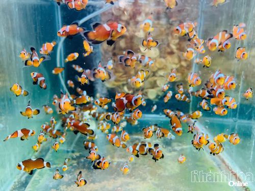 Cá Nemo được nghiên cứu, sinh sản tại Bảo tàng Hải dương học.