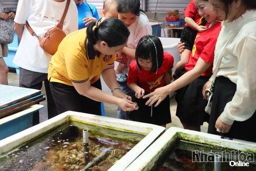 Du khách tham quan các loài sinh vật biển trong chương trình "Bảo tàng Open Day".