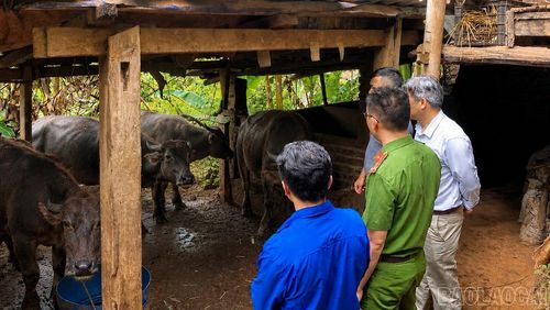 Không chỉ phát huy tốt vai trò người đứng đầu, anh Sùng A Mùa còn tích cực phát triển kinh tế, trở thành tấm gương sáng trong thôn.