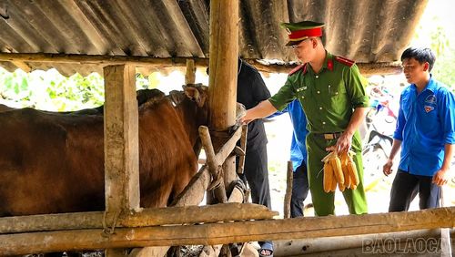 Cán bộ Công an xã Mù Cang Chải tới thăm mô hình chăn nuôi của gia đình ông Lý A Gừ.