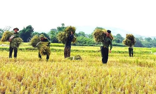 Sự xuất hiện của lực lượng Công an không chỉ là giúp thêm đôi tay lao động, mà còn khiến bà con thấy ấm lòng.