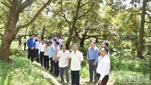 Lãnh đạo tỉnh Đồng Tháp tham quan vườn trồng sầu riêng ở Long Tiên (tỉnh Đồng Tháp).