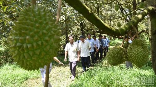 Vườn sầu riêng ở xã Long Tiên (tỉnh Đồng Tháp).