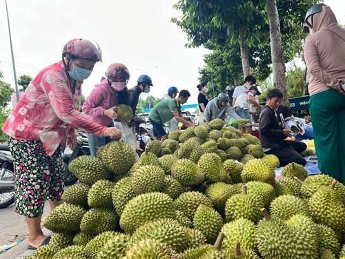 Giá sầu riêng tại ĐBSCL đã tăng trở lại .Ảnh: CA LINH