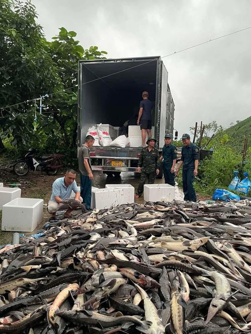  Lực lượng chức năng hỗ trợ người dân sơ tán, cứu hộ cá tầm bị ảnh hưởng mưa lớn. Ảnh: MTTQ XÃ QUẢNG TÂN 