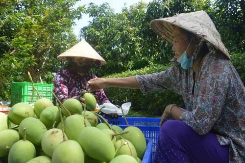 Xoài Cao Lãnh, thương hiệu trái cây nổi tiếng của tỉnh Đồng Tháp.