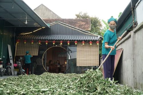 Xưởng trà sen của chị Hoàng Thị Niệm tạo công ăn việc làm cho nhiều phụ nữ tại địa phương. Ảnh: Hồ Lài