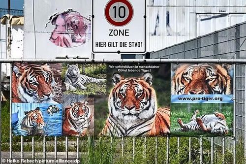 Một tấm banner quảng cáo với hình ảnh hổ được treo ngay tại cổng khu chuồng nơi những con hổ được nuôi nhốt.