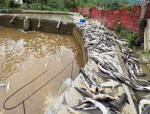 Khoảng 80 bể nuôi cá tầm giống với gần 10.000 con cũng bị ảnh hưởng do nước đục, bùn đất tràn vào khu vực nuôi.
