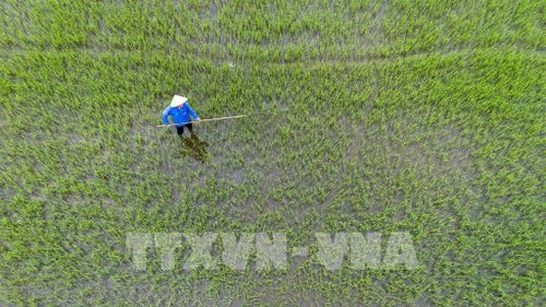 Nông dân Tây Ninh tập trung chăm sóc lúa non sau xuống giống vụ Hè Thu 2026, kỳ vọng mùa vụ đạt năng suất cao. Ảnh: Giang Phương - TTXVN 