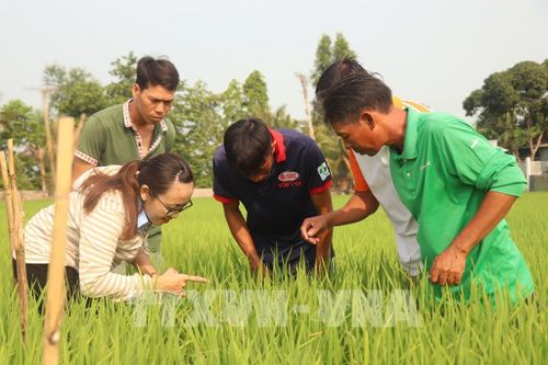 Cán bộ khuyến nông xã Thới Hưng hướng dẫn người dân quan sát sâu bệnh hại lúa. Ảnh tư liệu: Thu Hiền - TTXVN