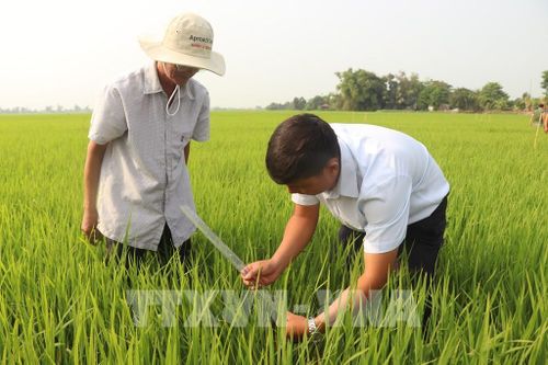 Lực lượng khuyến nông cấp xã hướng dẫn người dân đo mực nước trên đồng ruộng. Ảnh tư liệu: Thu Hiền - TTXVN