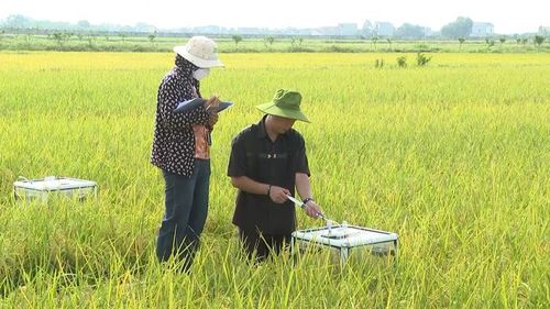 Mô hình thử nghiệm sản xuất lúa giảm phát thải quy mô 4.000 m2 thông qua phương pháp tưới ướt khô xen kẽ tại Trung tâm Nghiên cứu khảo nghiệm và Dịch vụ cây trồng, Viện Nông nghiệp Thanh Hóa.