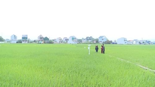 Mô hình sản xuất lúa giảm phát thải khí nhà kính tại xã Hà Long với diện tích 1ha.