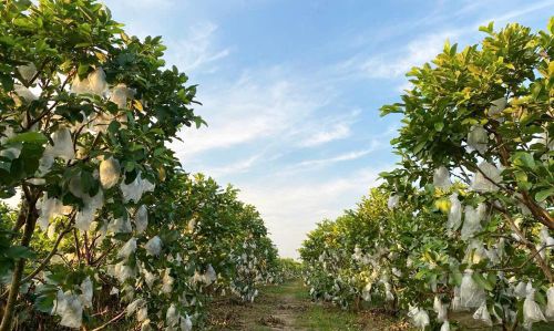 Vườn ổi tại phường Phượng Sơn được thu mua xuất khẩu.