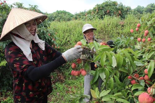  Người dân phấn khởi được mùa quả. 