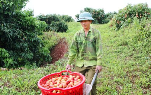  Vải được chở từ đồi xuống bằng xe rùa. 