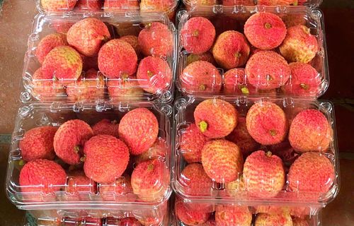  Vải to nên mỗi kg chỉ từ 16-18 quả, được bán với giá 150 nghìn đồng/kg tại vườn, cao nhất từ trước đến nay. Đây cũng là loại vải có giá đắt nhất tại Phúc Hòa. 