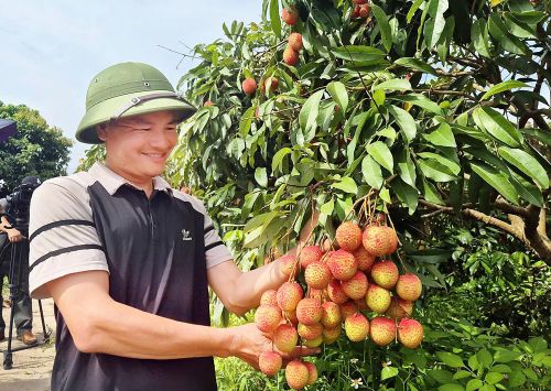  Chủ nhân vườn vải này là anh Ngô Văn Cường, thôn Quất Du 2. 
