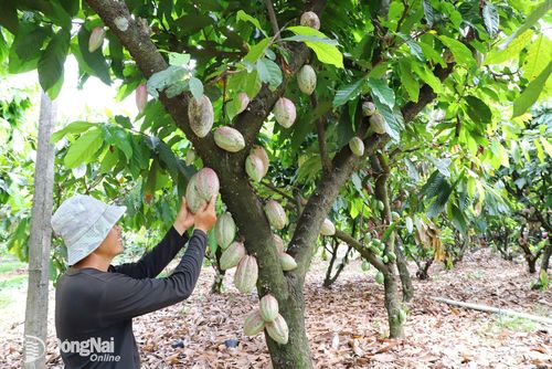 Dự án cánh đồng lớn ca cao tại xã Phú Hòa - vùng nguyên liệu chế biến của Công ty TNHH ca cao Trọng Đức, doanh nghiệp chế biến sản phẩm bột ca cao đạt OCOP 5 sao. Ảnh: Bình Nguyên