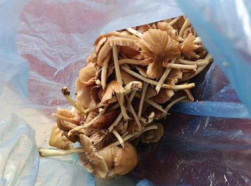 Hình ảnh nấm được gia đình bà Xã hái về ăn sau đó bị ngộ độc.