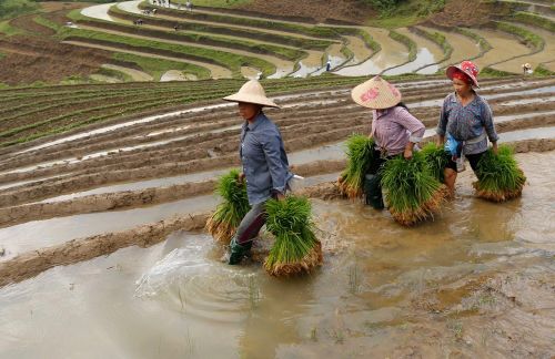 Mùa nước đổ, những thửa ruộng bậc thang đều được bà con cày ải, bừa kỹ rồi mới đưa mạ vào cấy.