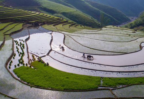 Bức tranh ruộng bậc thang mùa cấy ở Dền Sáng đẹp đến say lòng.