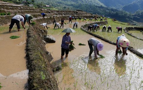 Bà con các dân tộc vùng cao Dền Sáng tranh thủ mùa nước và thời tiết thuận lợi để gieo cấy kịp thời vụ.