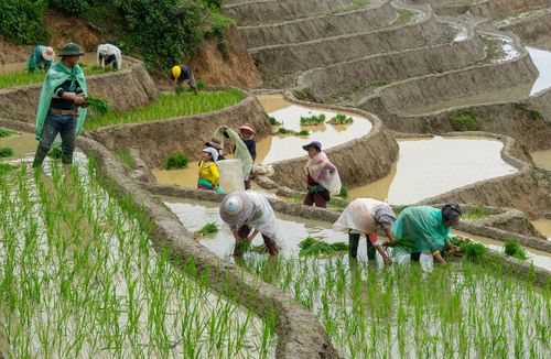 Bất kể nắng hay mưa khi nước đã đủ trên các chân ruộng bậc thang, mọi người đều tập trung gieo cấy cho đúng khung thời vụ.