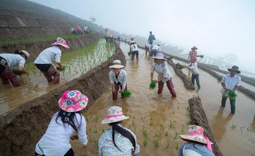 Đi cấy đổi công là phương pháp hiệu quả giúp bà con tiết kiệm sức lao động, thắt chặt tình làng nghĩa xóm nơi vùng cao.