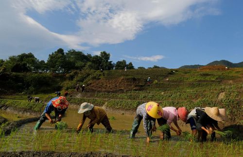 Đến cuối tháng 5 là bà con xã Dền Sáng sẽ hoàn thành công việc cấy lúa vụ mùa.