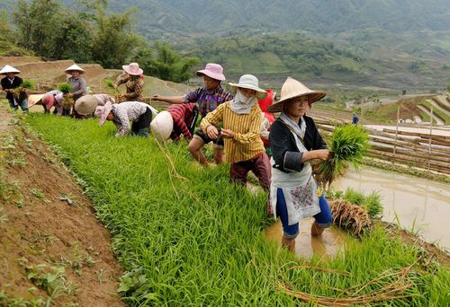 Chuẩn bị mạ để cấy lúa.