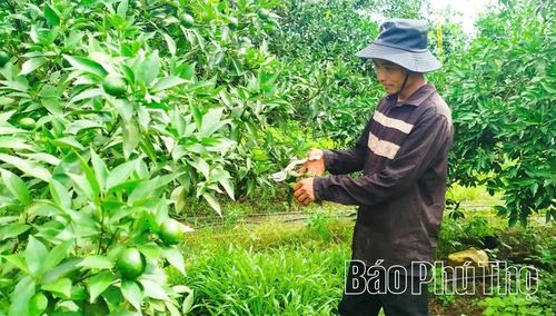 Cùng với cây bưởi, cây chanh tứ thì đang được HTX Dịch vụ Nông nghiệp Vân Hùng đưa vào trồng, bước đầu mang lại hiệu quả cao.