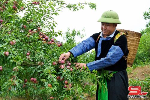 Nông dân bản Chiềng Đi 1, xã Vân Hồ thu hoạch mận hậu.
