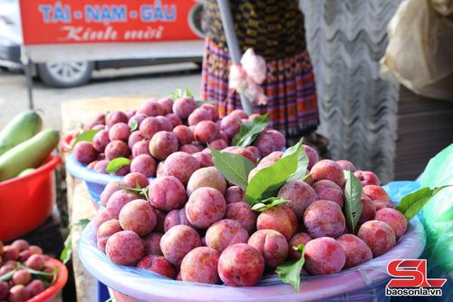 Mận hậu Vân Hồ chín mọng, đẹp mắt.