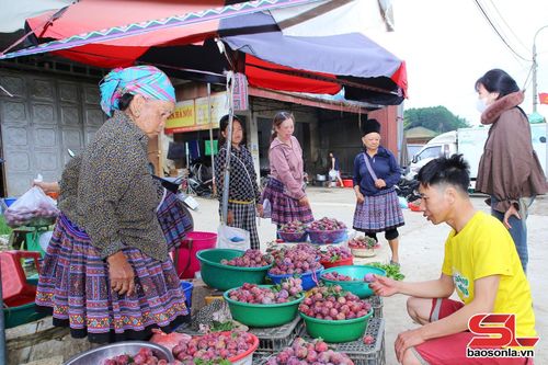 Những sạp hàng mận hậu ven quốc lộ 6 được nhiều du khách ghé mua.