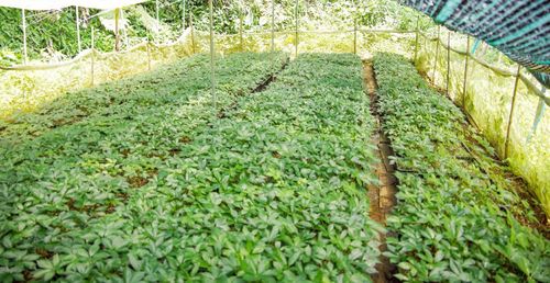 Sâm Ngọc Linh được xem là một trong năm loại sâm quý nhất thế giới, đang phát triển trên dãy núi Ngọc Linh, khu vực giáp ranh giữa Đà Nẵng và Quảng Ngãi.