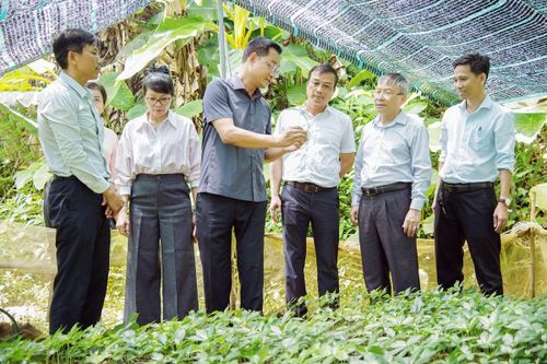 Lãnh đạo TP. Đà Nẵng khảo sát thực tế vùng trồng sâm Ngọc Linh