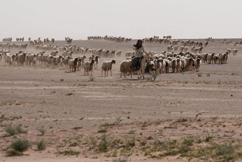  Sa mạc Najaf thuộc phía tây nam Iraq. (Ảnh: Getty)