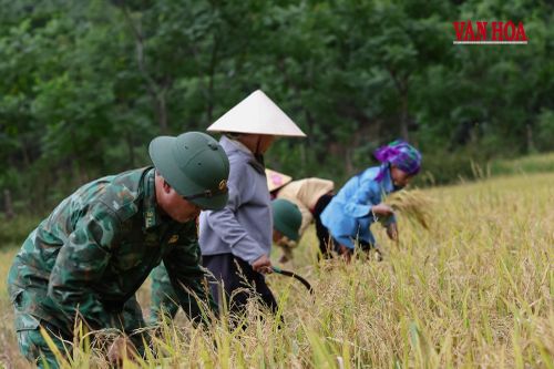 Bộ đội biên phòng cùng người dân xuống đồng gặt lúa. Những mùa gặt chung tay như thế này đã trở thành hình ảnh quen thuộc đối với bà con đồng bào Bru - Vân Kiều ở bản K'Ai