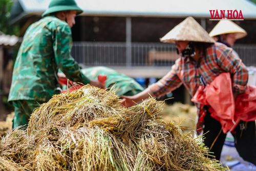 Những bông lúa nặng trĩu thấm đẫm mồ hôi, công sức của quân và dân nơi biên giới