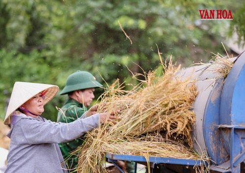 Lúa sau khi thu hoạch được chuyển liên tục về sân tuốt. Không khí mùa gặt ở bản Ka Ai rộn ràng tiếng máy, tiếng người gọi nhau giữa nắng trưa