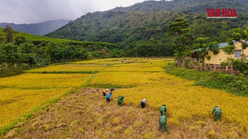 Mùa vàng trải rộng giữa đại ngàn Trường Sơn ở xã Dân Hóa. Từ những cánh đồng lúa nước, cuộc sống của nhiều hộ đồng bào Bru-Vân Kiều đang từng bước đổi thay theo hướng ổn định hơn