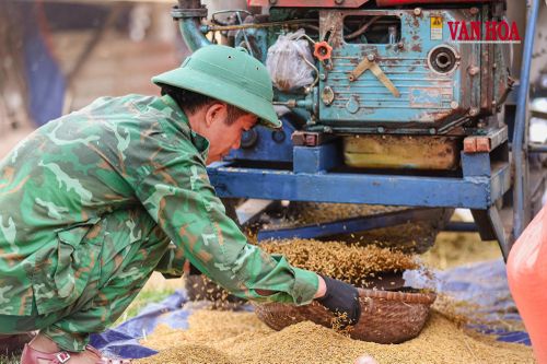 Người lính Biên phòng chăm chú hứng từng dòng thóc vàng đổ xuống. Những hạt lúa hôm nay là thành quả của hành trình nhiều năm đưa lúa nước lên vùng biên