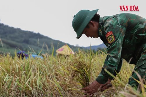 Một chiến sĩ Đồn Biên phòng Cửa khẩu quốc tế Cha Lo cẩn thận gom từng nắm lúa chín. Giữa mùa vàng vùng biên, màu áo xanh lại hòa vào nhịp lao động cùng dân bản