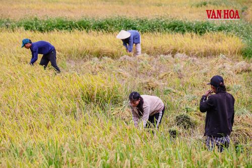 Người dân tất bật giữa cánh đồng chín rộ. Sau nhiều tháng gieo trồng, chăm sóc, vụ mùa mang theo hy vọng về những tháng ngày no đủ hơn