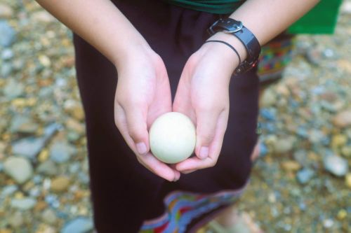 Sau lễ “rửa xui” trên suối Nậm Ngân, những quả trứng gà đã luộc chín, rửa sạch bằng nước suối thiêng Nậm Ngân sẽ được tặng cho các cháu nhỏ. Ảnh: Xuân Tiến - TTXVN