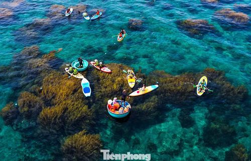Du khách chèo sup nhìn ngắm "cánh đồng rong mơ" đu đưa theo sóng nước.